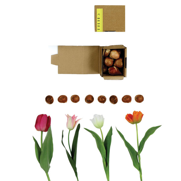 tulip box nature