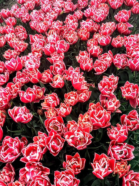 tulip montessori