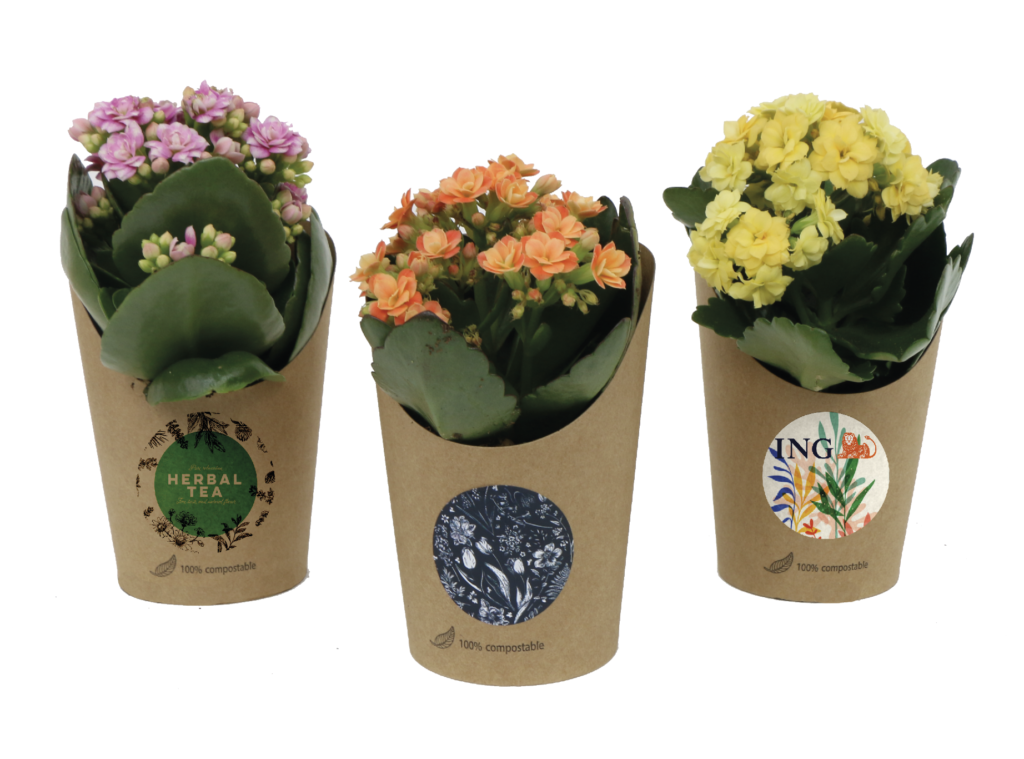 Colorful plants in wrap cup - Thoolen